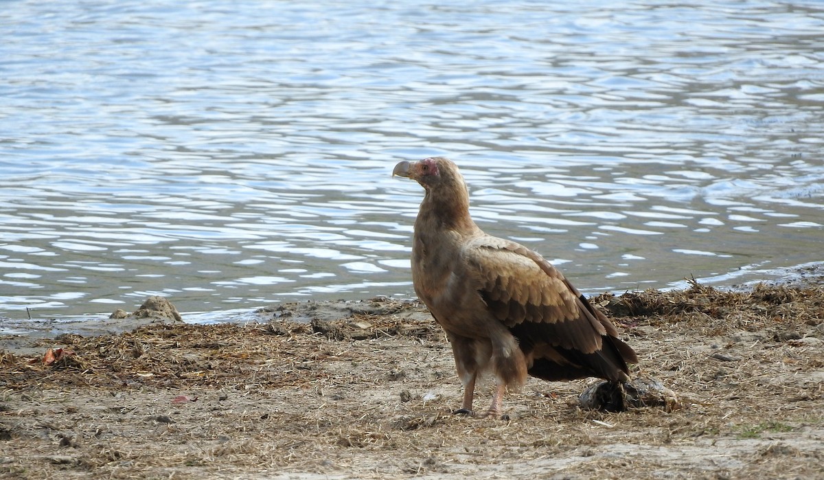 Palm-nut Vulture - River Ahlquist