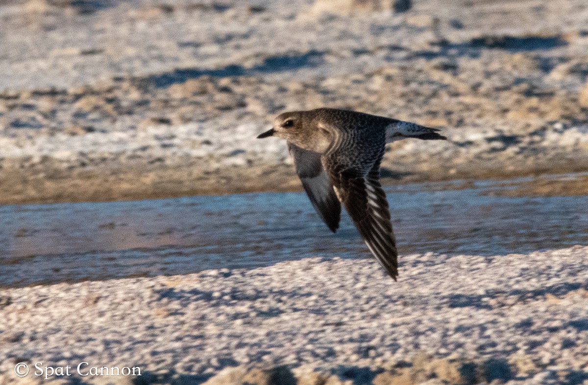 Black-bellied Plover - Spat Cannon