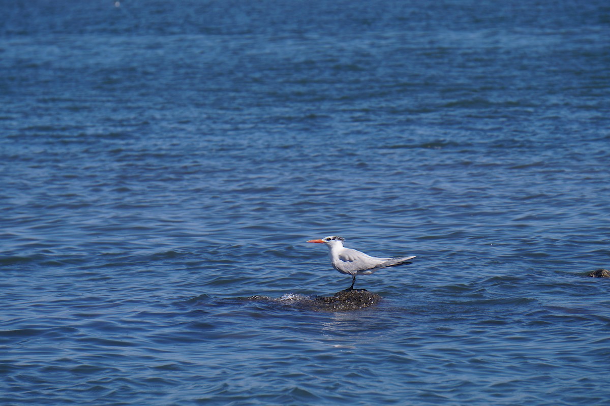 Royal Tern - ML414429091