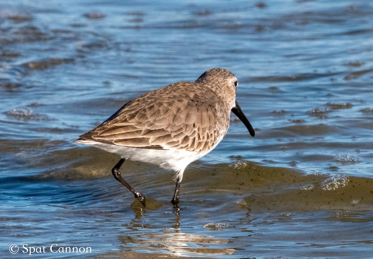 Dunlin - Spat Cannon