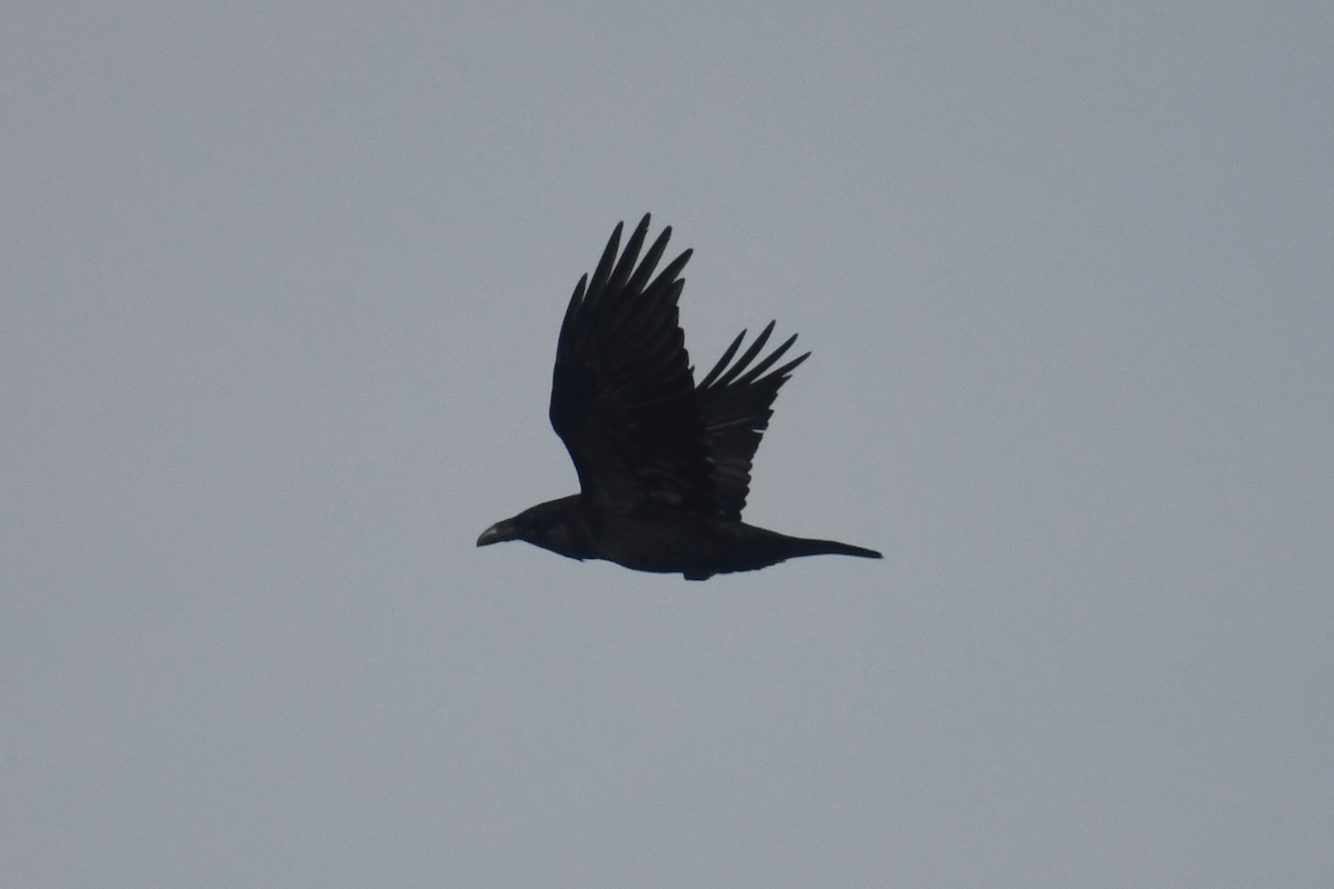 Common Raven - ML414429651