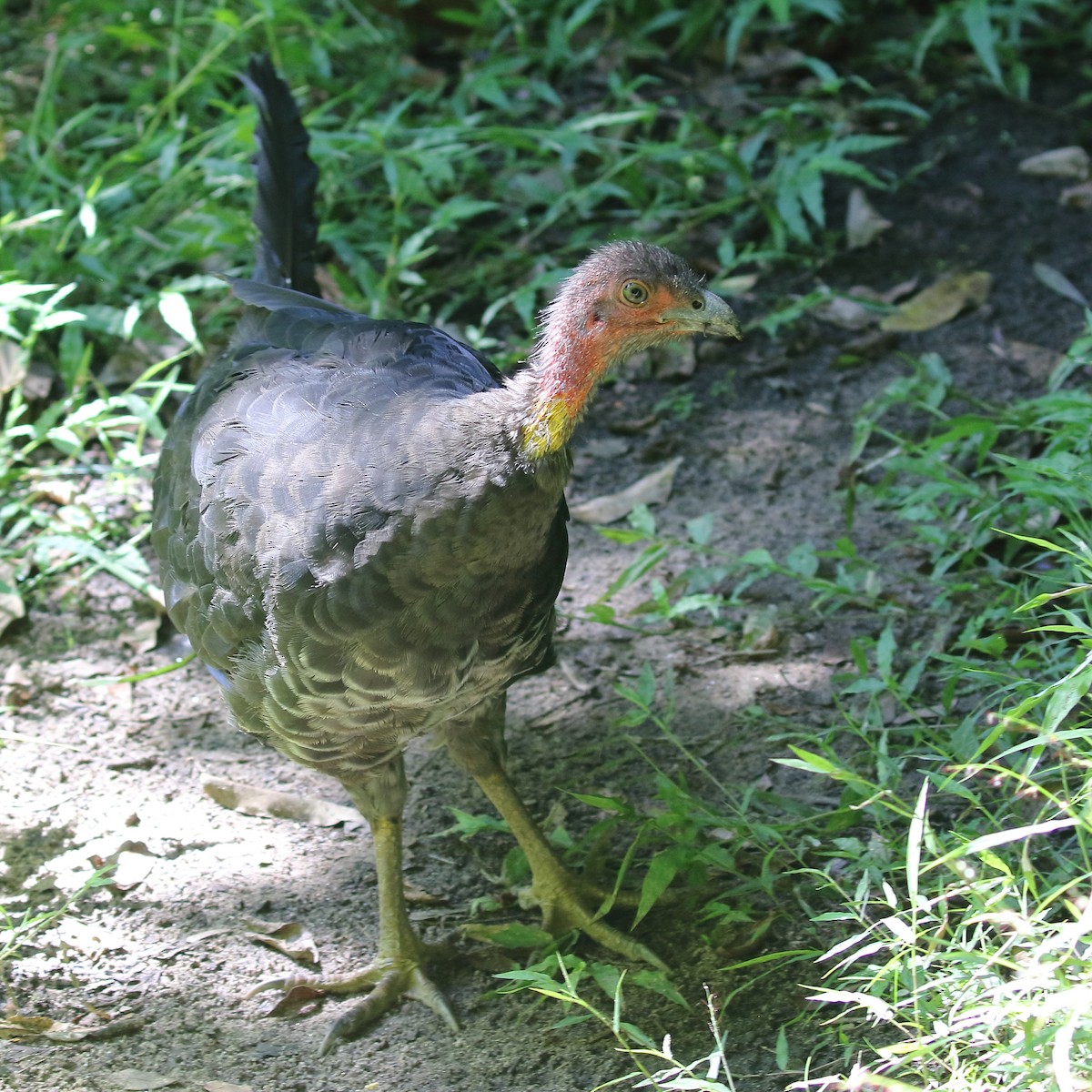 Australian Brushturkey - ML414429701