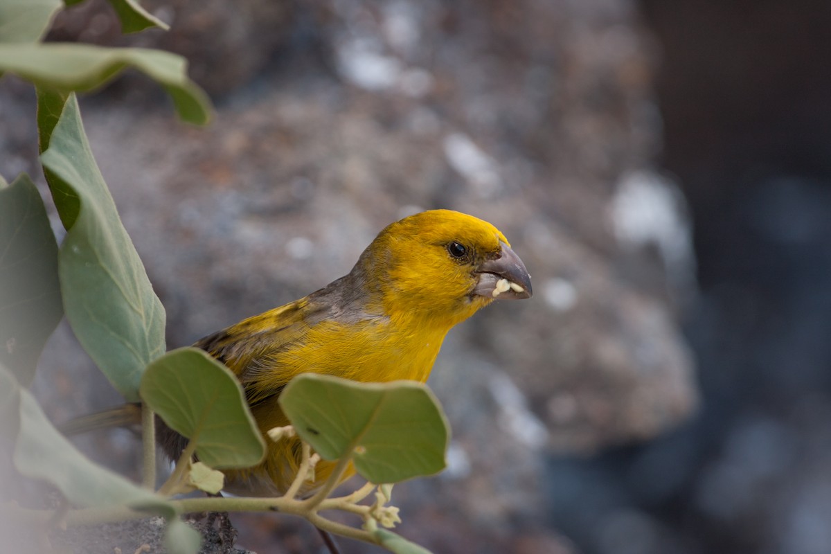 Nihoa Finch - ML41443111