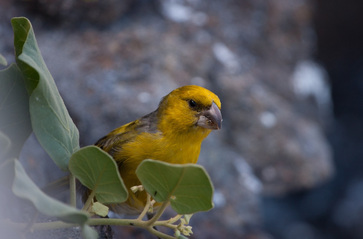 Nihoa Finch - ML41443121