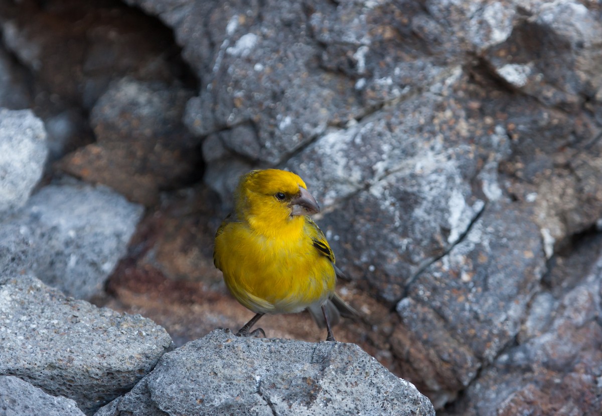 Nihoa Finch - ML41443131