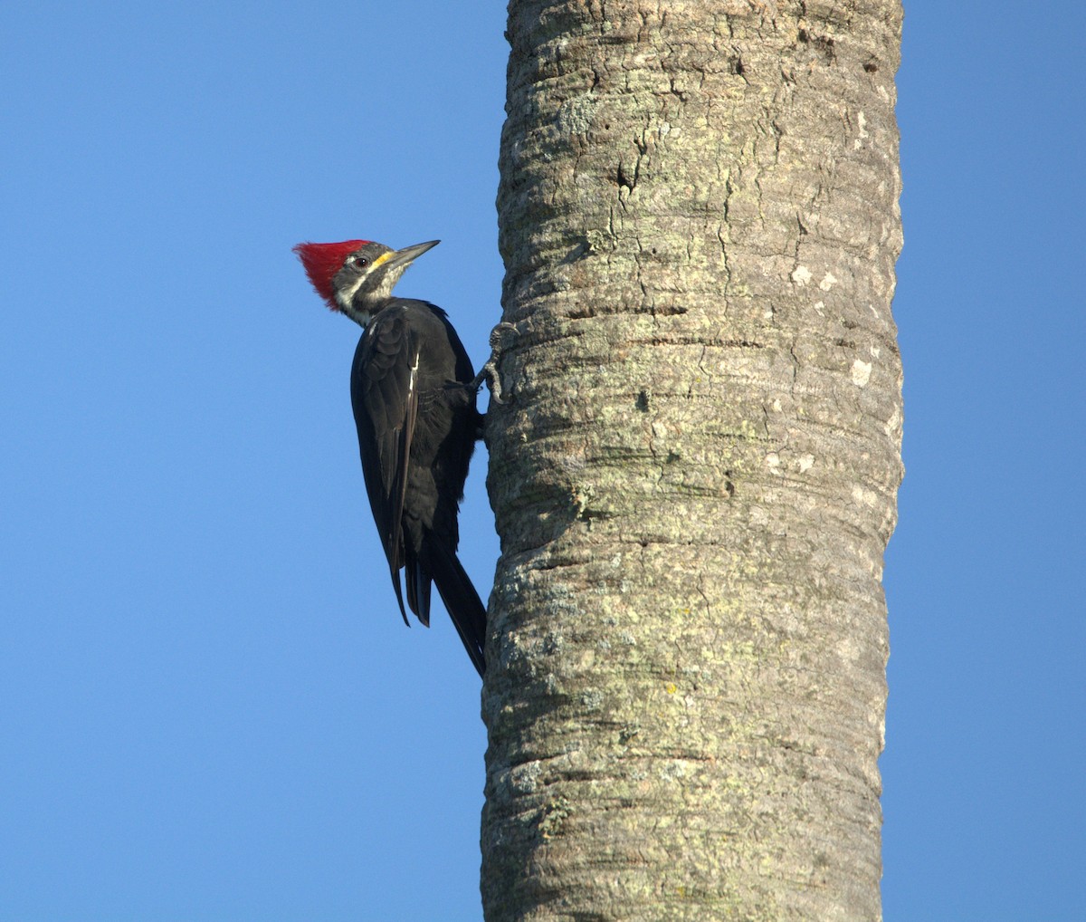 Black-bodied Woodpecker - ML414432891