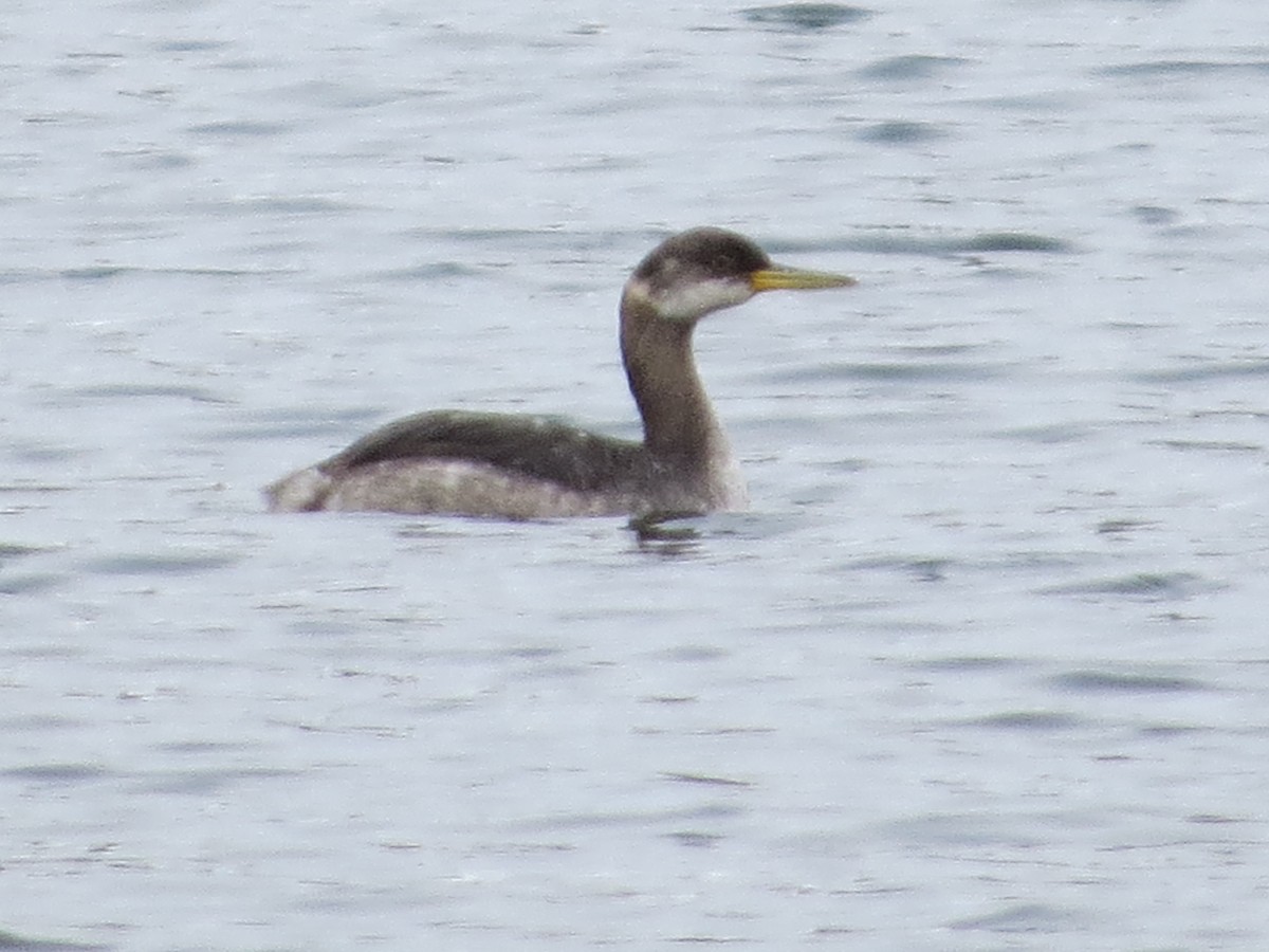 Red-necked Grebe - ML414433291