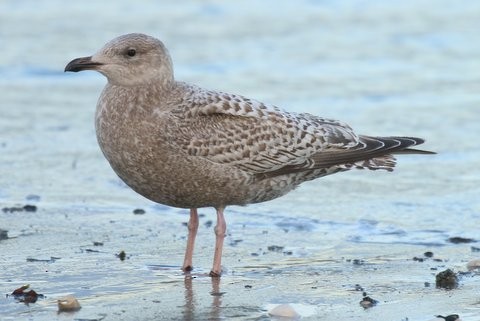 Iceland Gull (Thayer's) - ML41443381