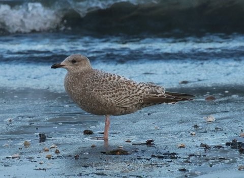 Iceland Gull (Thayer's) - ML41443391