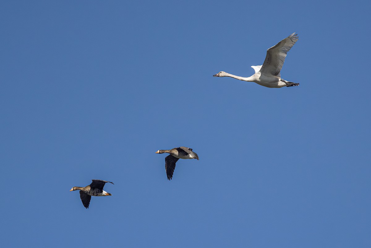 Tundra Swan - ML414435061