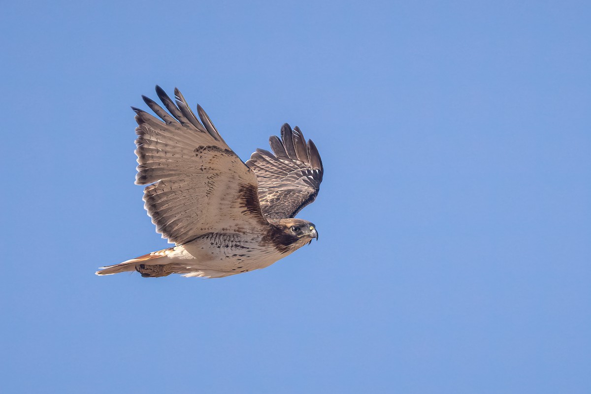Red-tailed Hawk - ML414436031