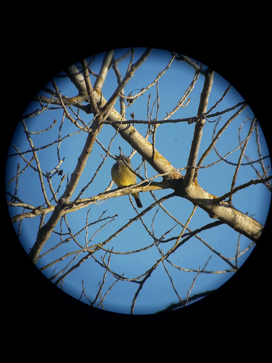 Cassin's Kingbird - ML41443631