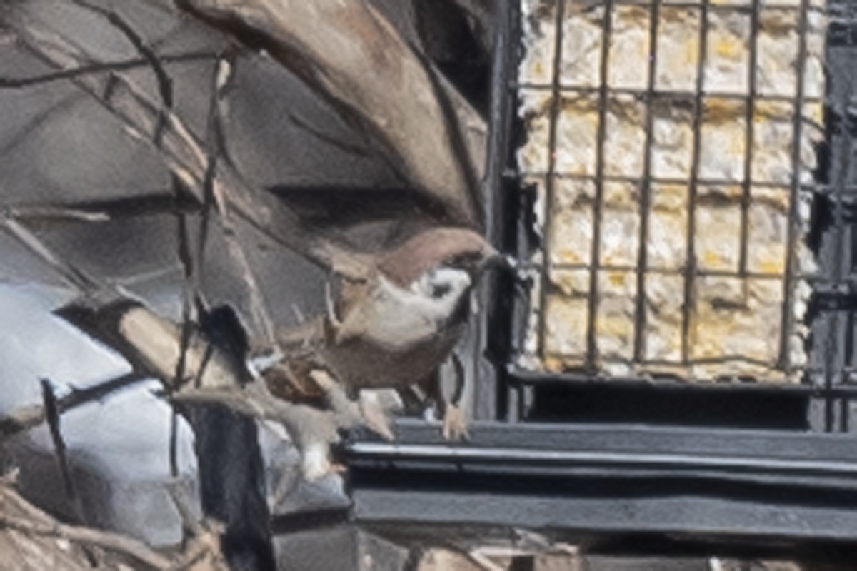 Eurasian Tree Sparrow - ML414436461