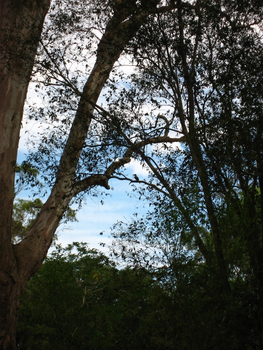 Sacred Kingfisher - ML414436661