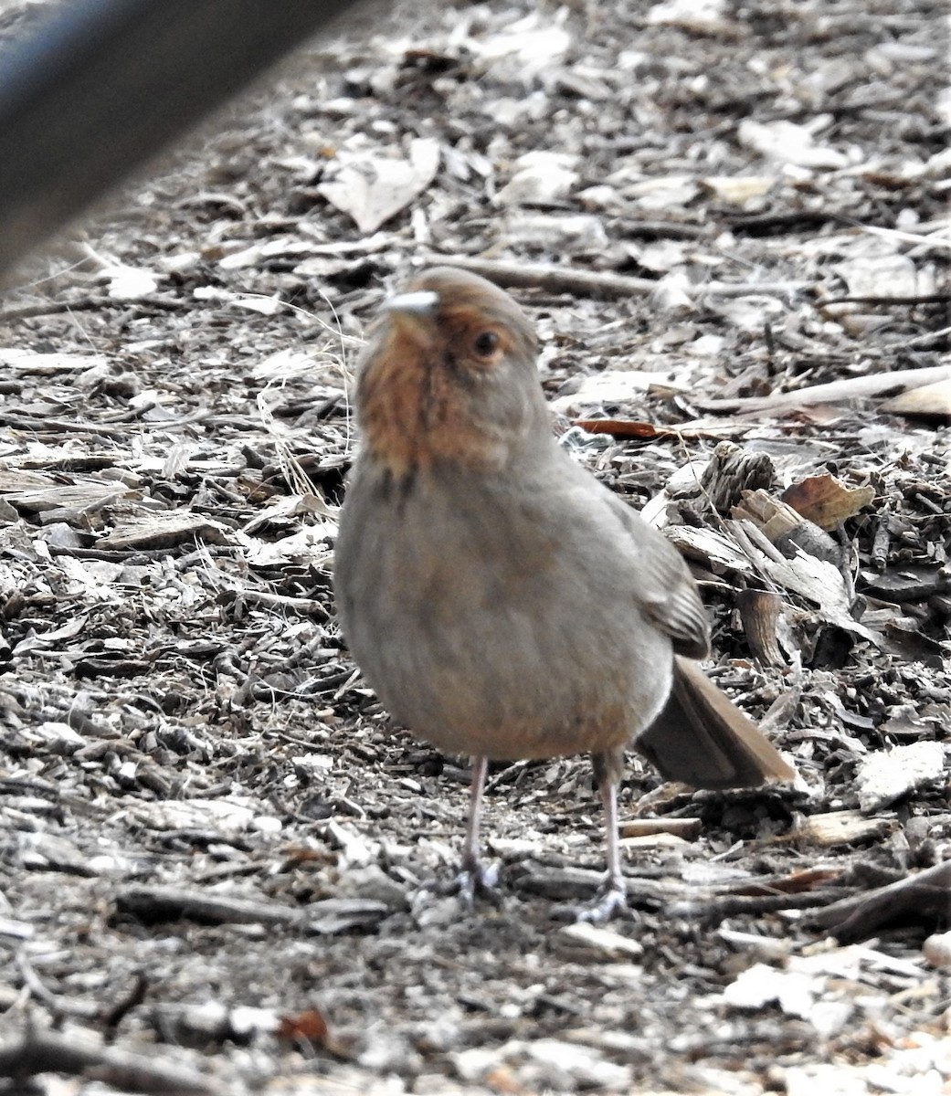 California Towhee - ML414437561