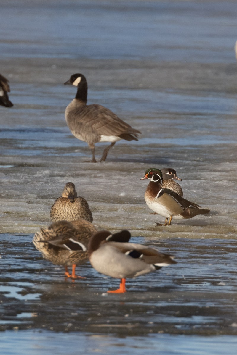 Wood Duck - ML414438381