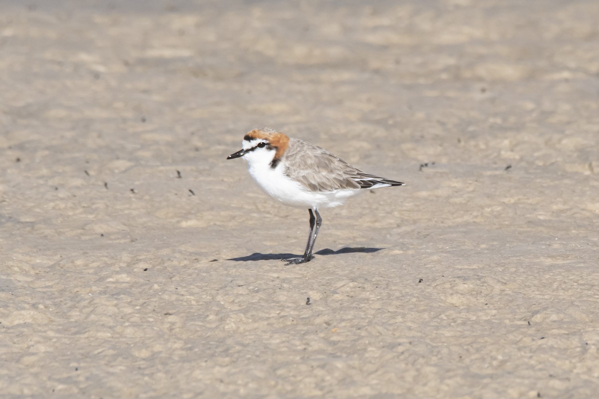Red-capped Plover - ML414439031
