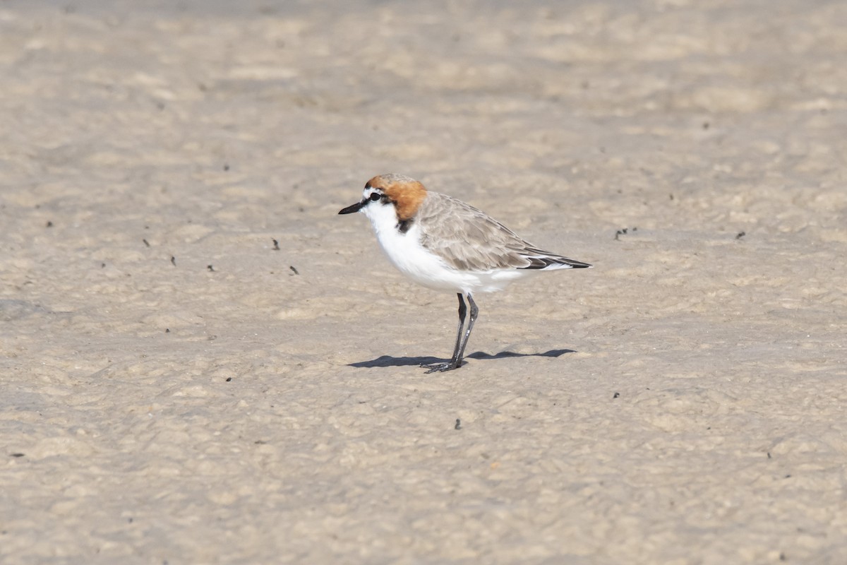 Red-capped Plover - Owen  Lawton