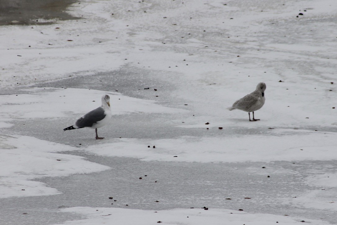 Iceland Gull - ML414439401