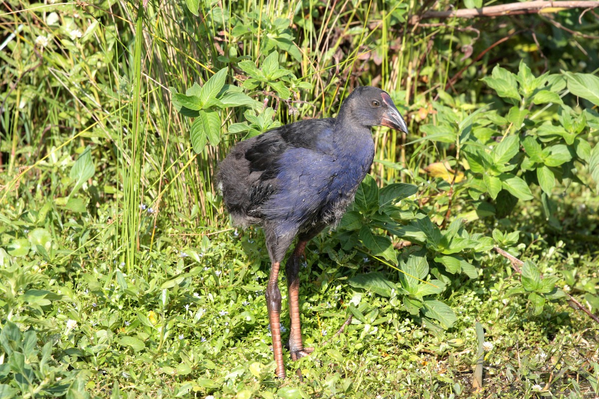 Australasian Swamphen - ML41444071