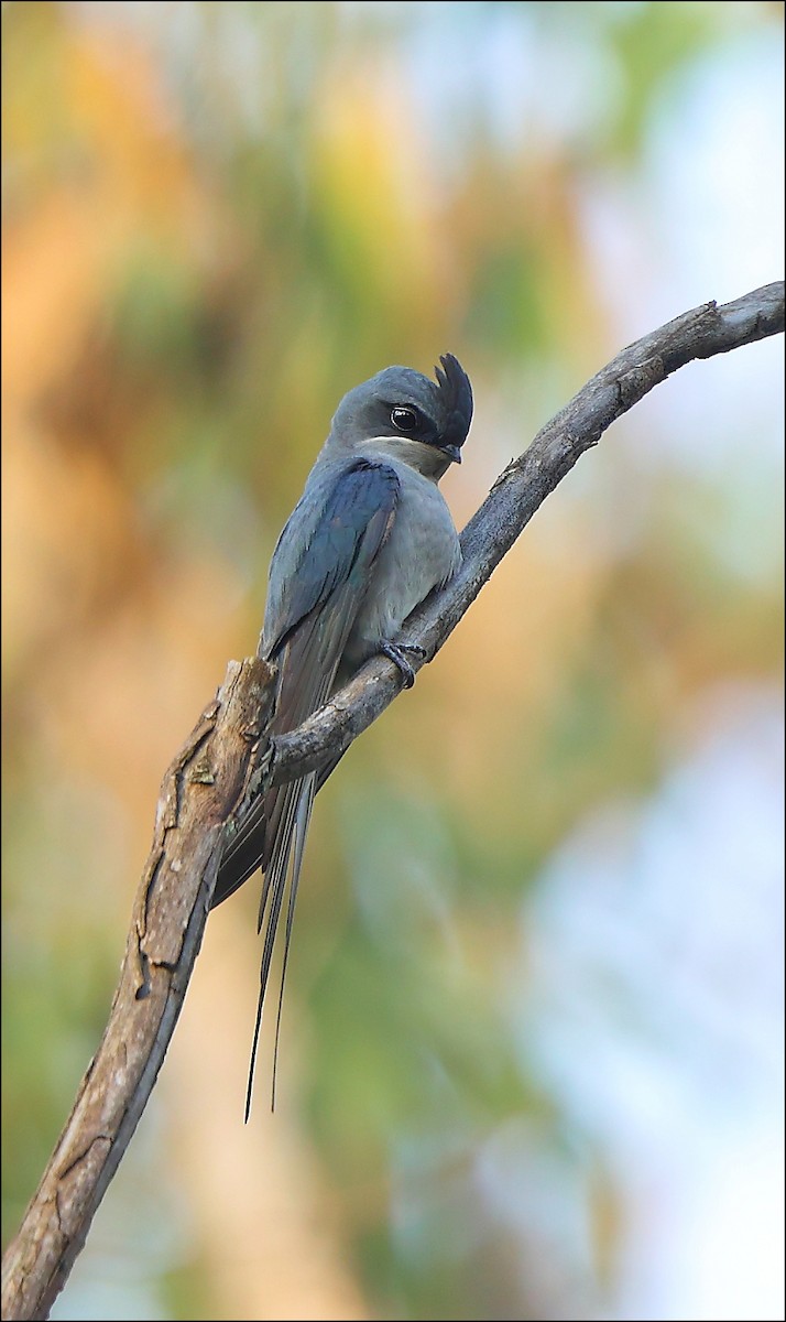 Crested Treeswift - Albin Jacob