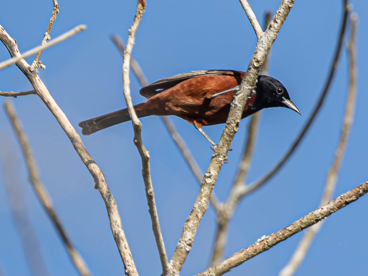 Orchard Oriole - ML414443771
