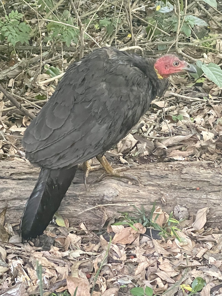 Australian Brushturkey - ML414445881