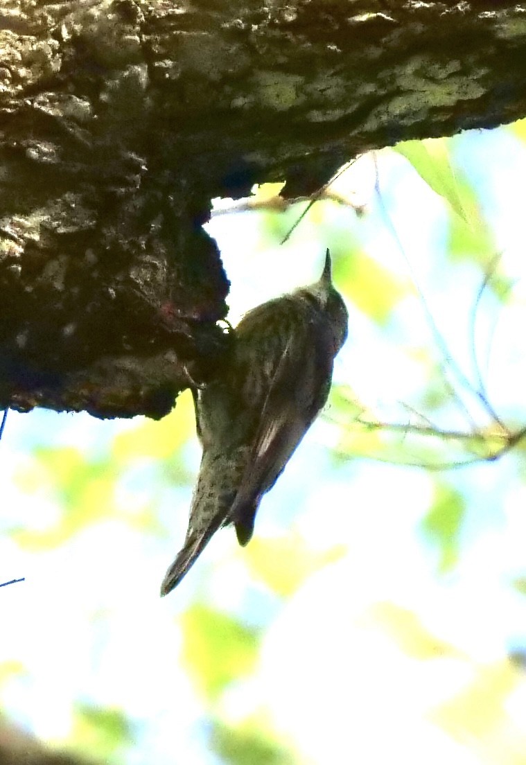 White-throated Treecreeper - ML414446071