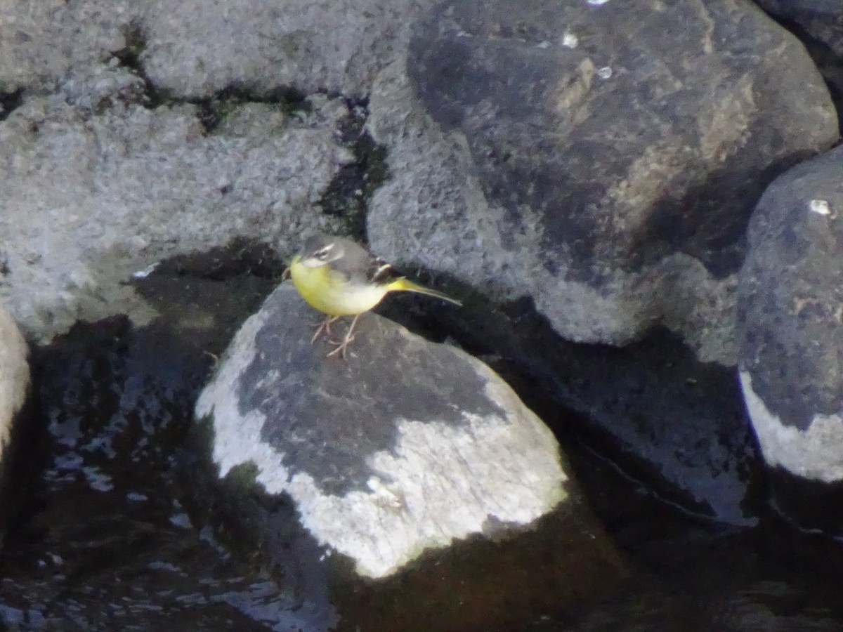 Gray Wagtail - ML414446861