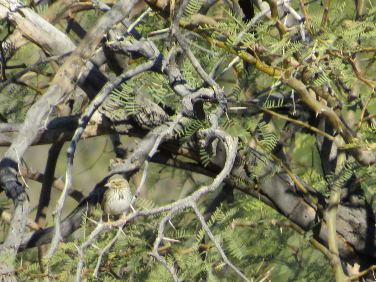 Savannah Sparrow - ML414448141