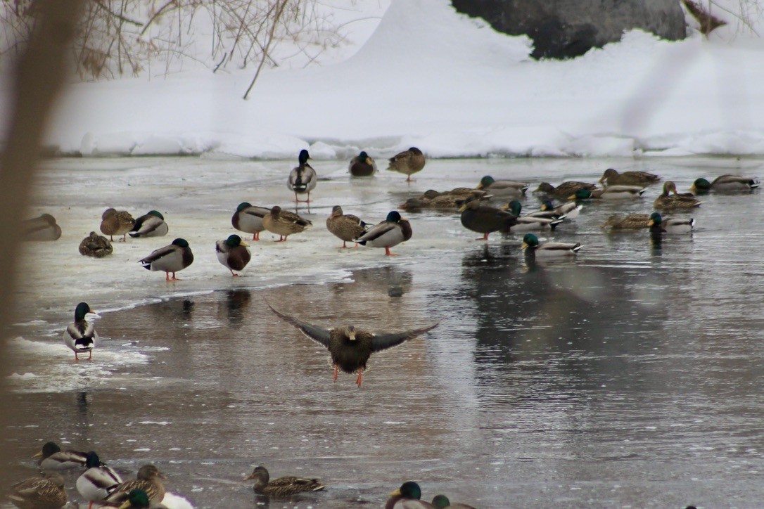 American Black Duck - ML414449151