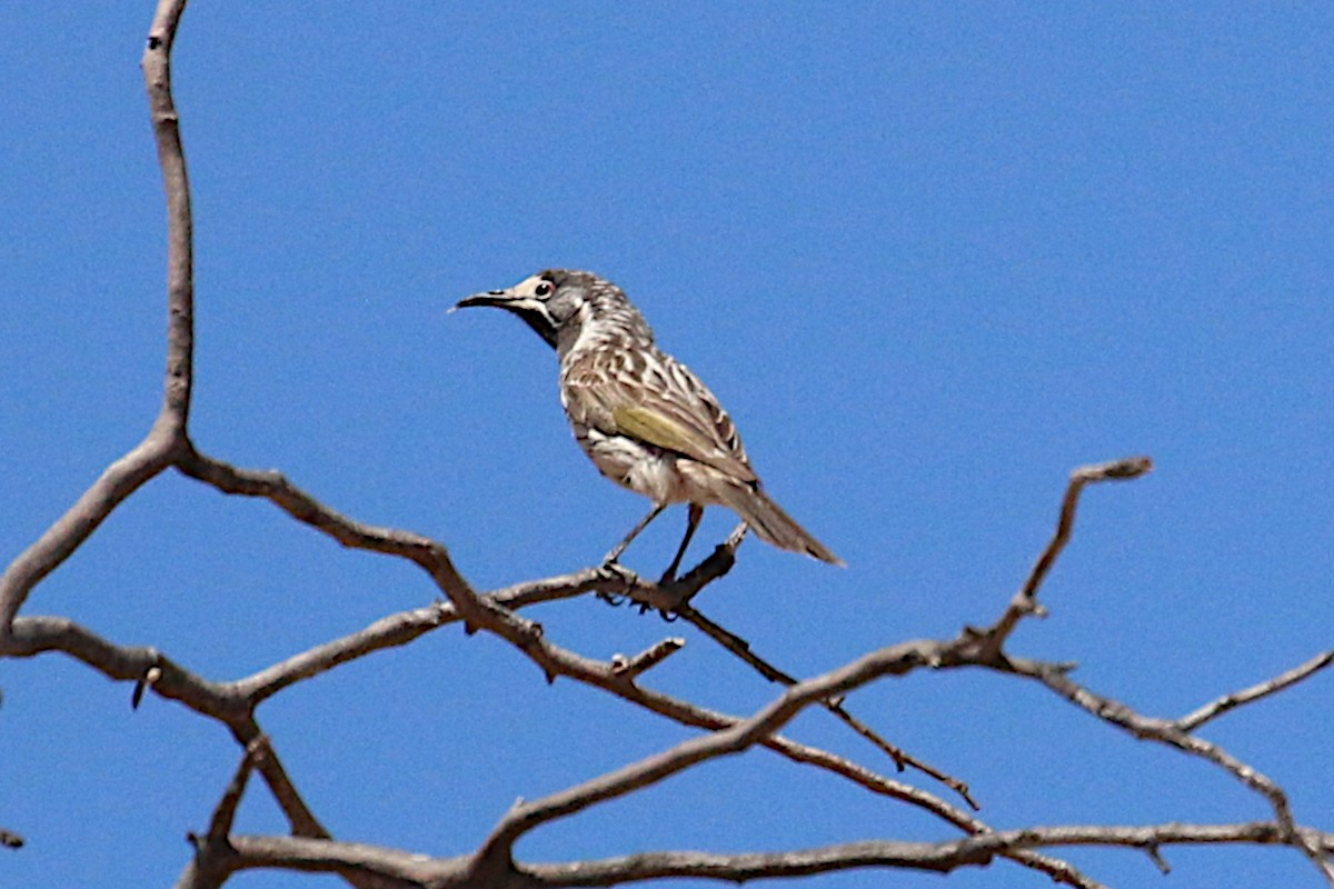White-fronted Honeyeater - Leith Woodall