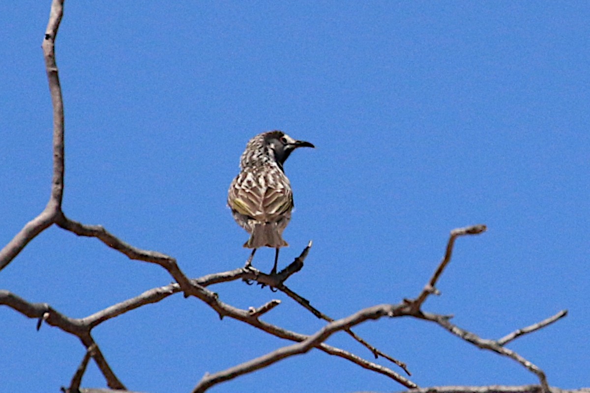 White-fronted Honeyeater - ML414450781