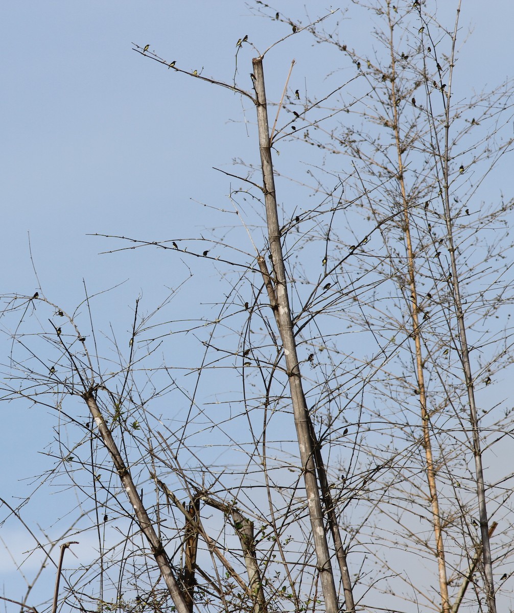 Purple-rumped Sunbird - ML41445641