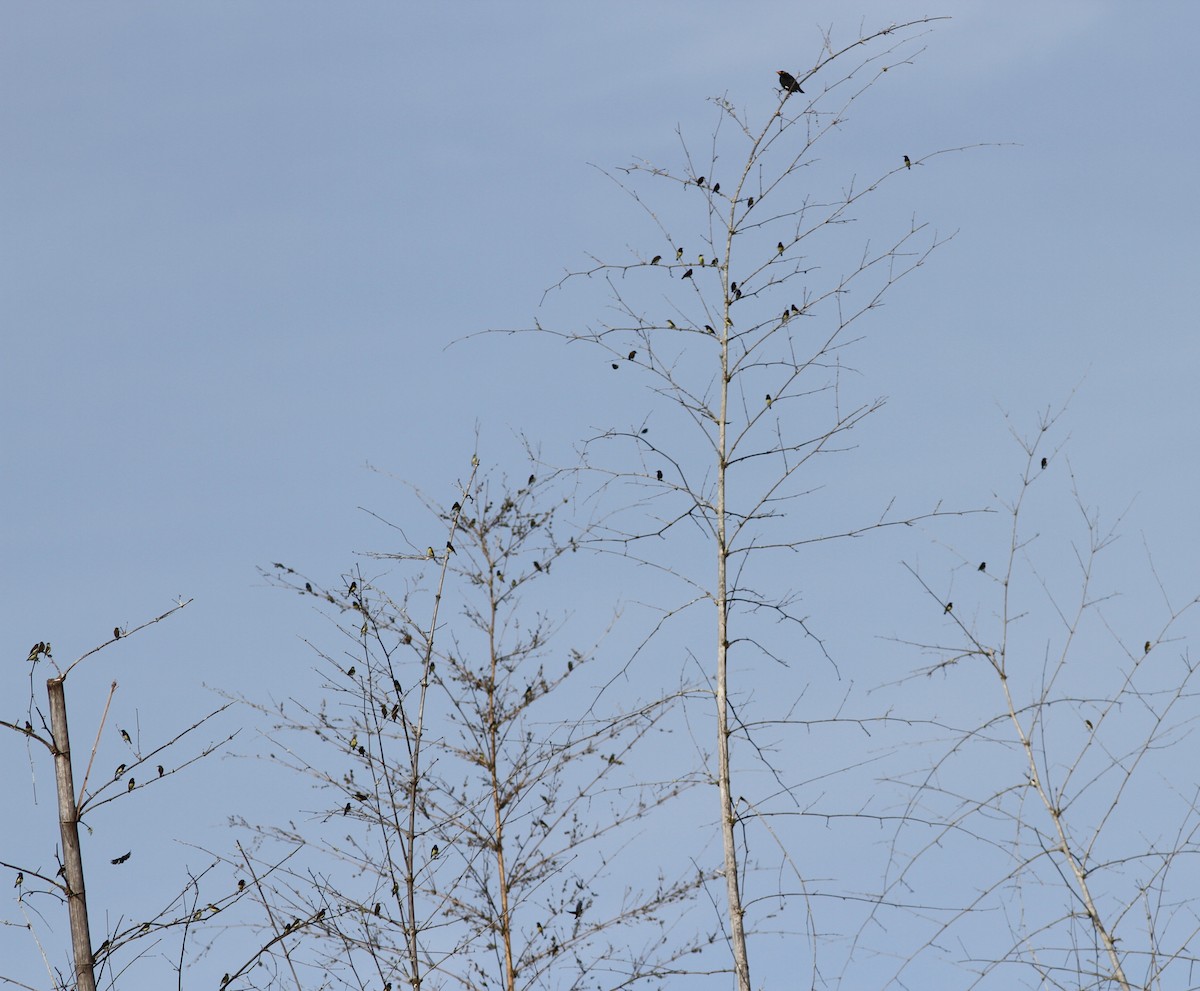 Purple-rumped Sunbird - ML41445661