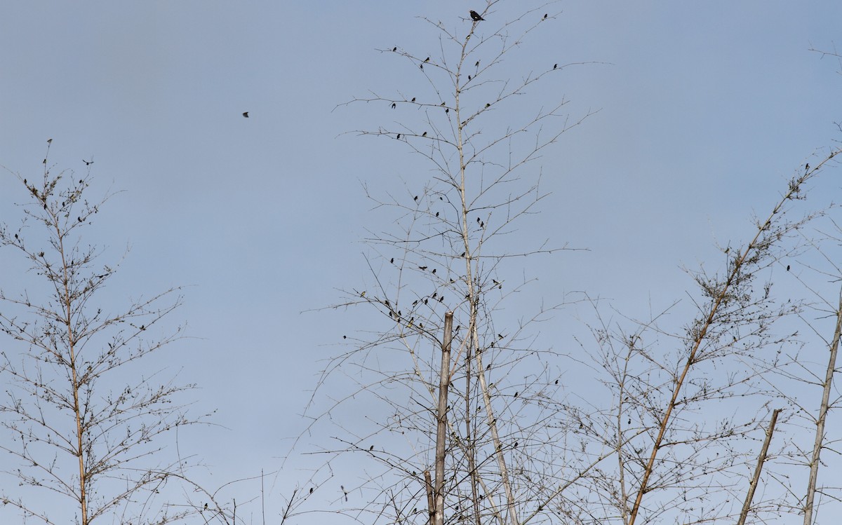 Purple-rumped Sunbird - ML41445671