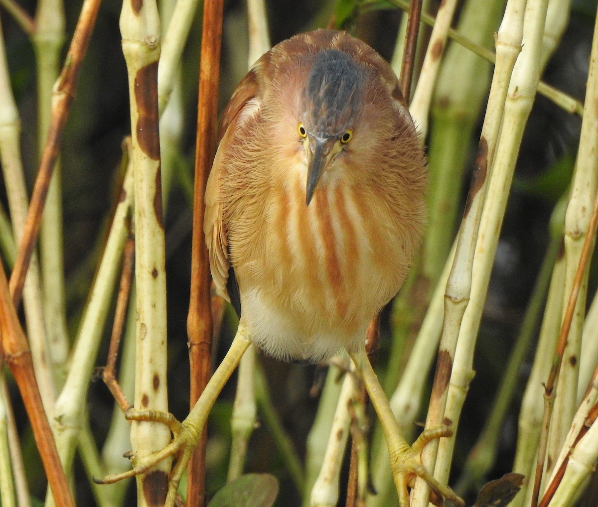 Yellow Bittern - Afsar Nayakkan
