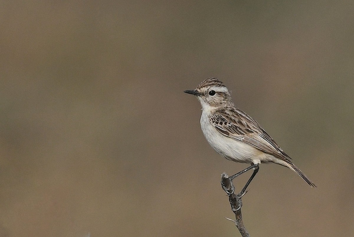 Wüstenbraunkehlchen - ML414458611