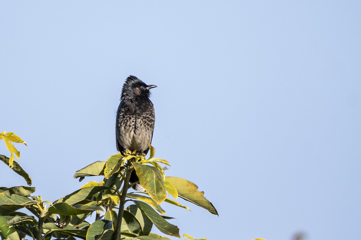 Red-vented Bulbul - ML414459121
