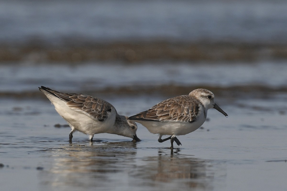 Sanderling - Renuka Vijayaraghavan