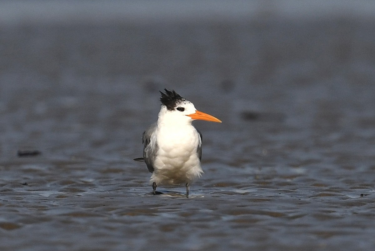 Lesser Crested Tern - Renuka Vijayaraghavan