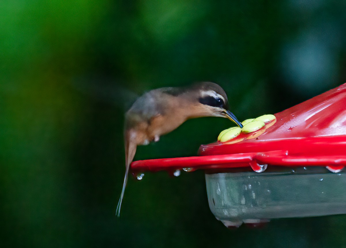 Gray-chinned Hermit (Gray-chinned) - ML414460671