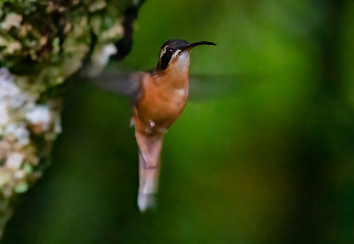 Gray-chinned Hermit (Gray-chinned) - ML414460681