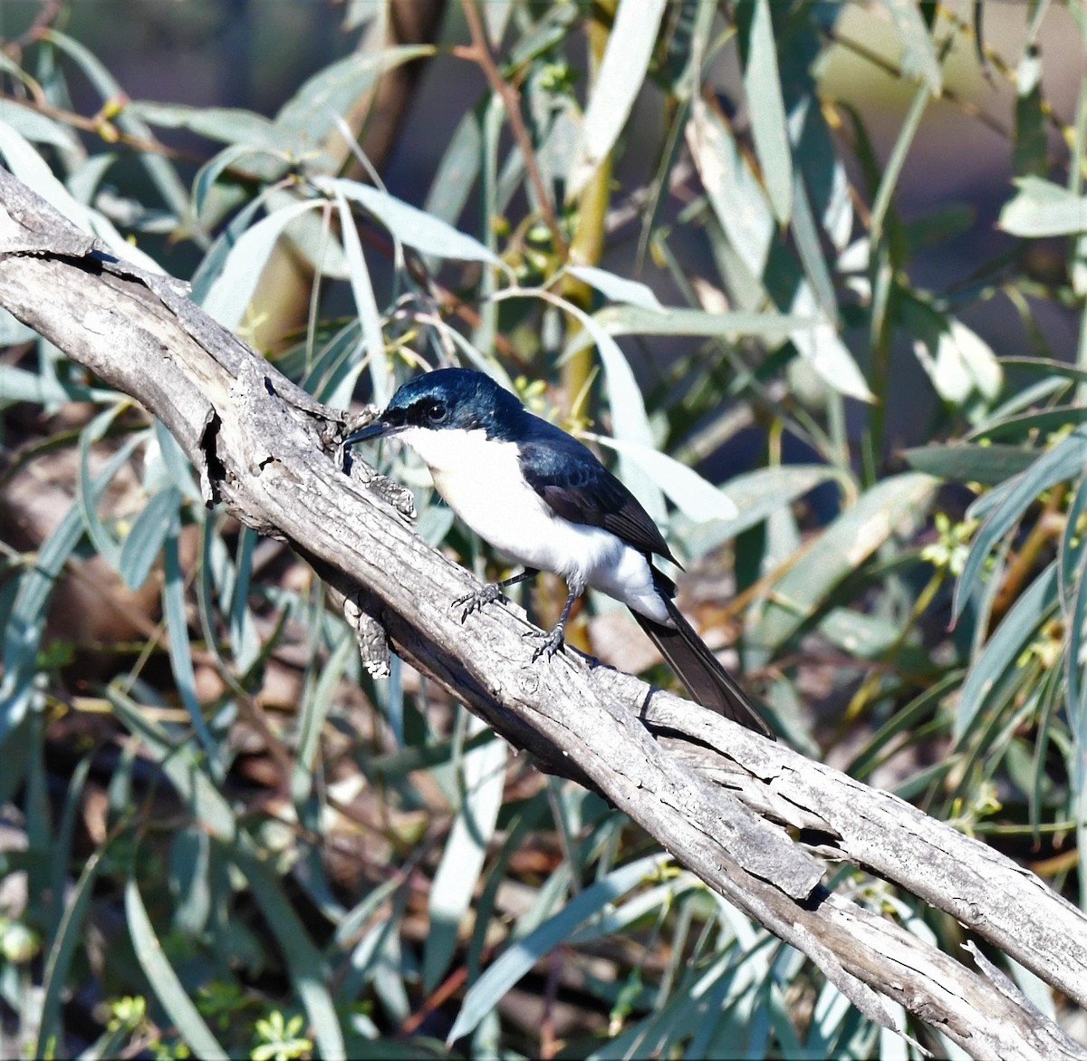 Restless Flycatcher - ML414462061