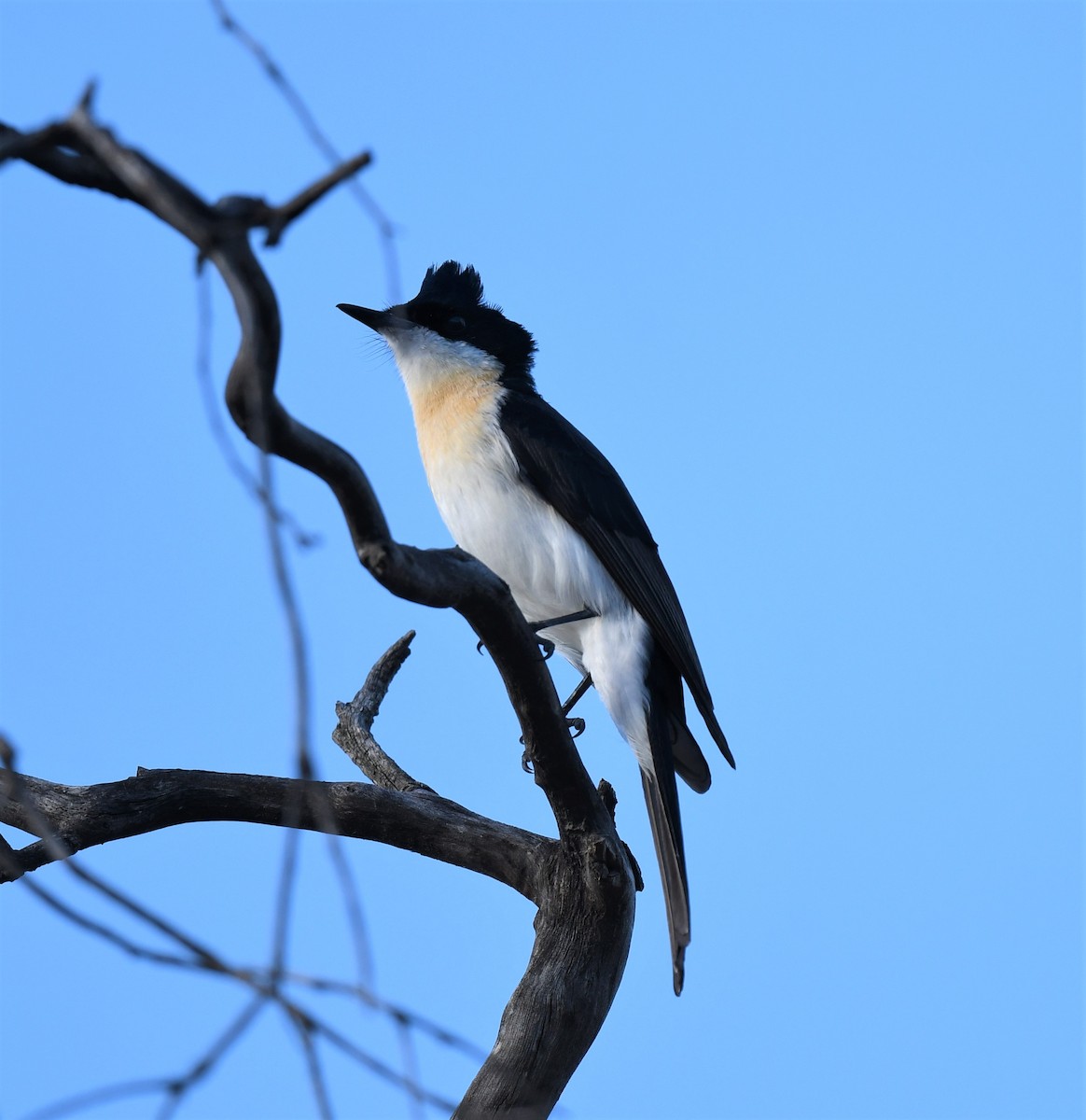 Restless Flycatcher - ML414462181