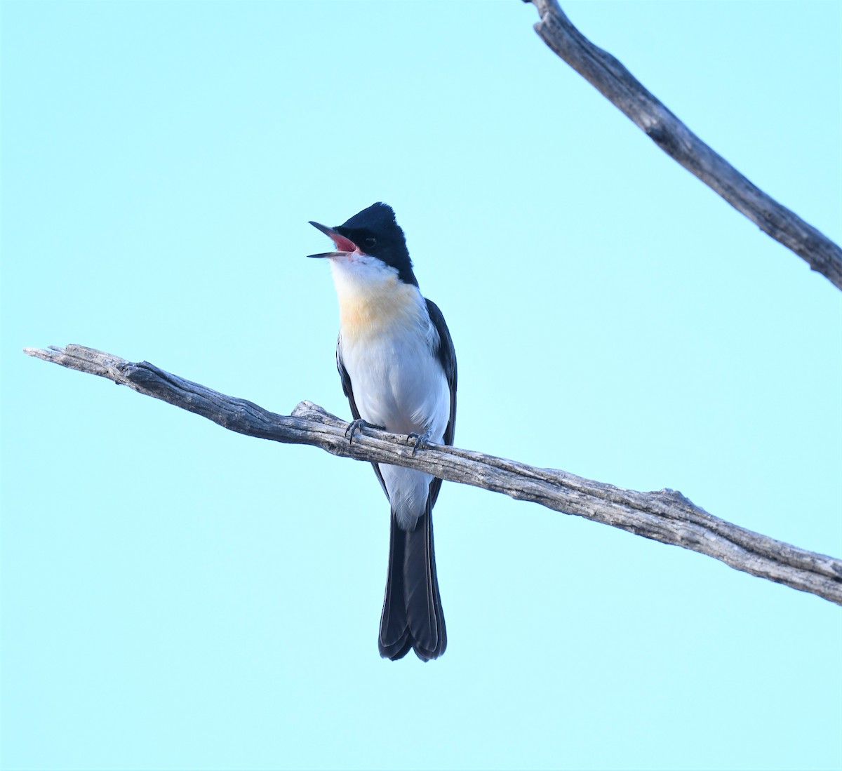 Restless Flycatcher - ML414462191