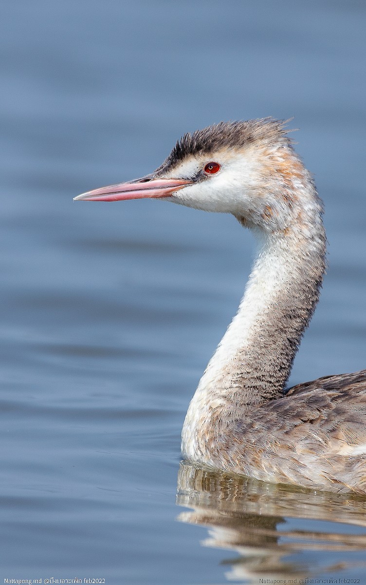 Great Crested Grebe - Nattapong Banhomglin