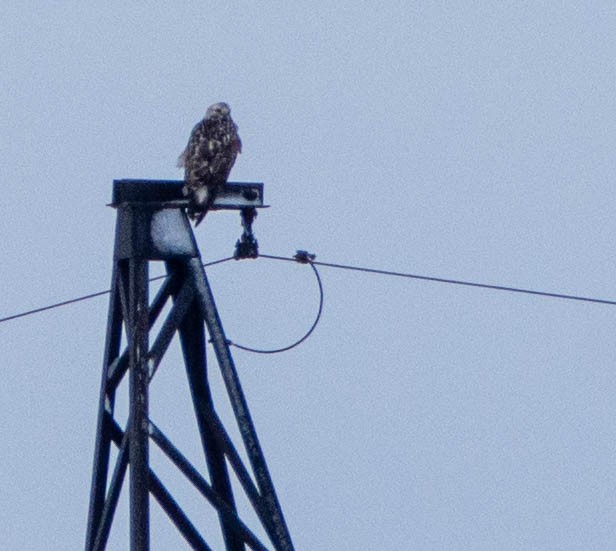 Rough-legged Hawk - ML414463931