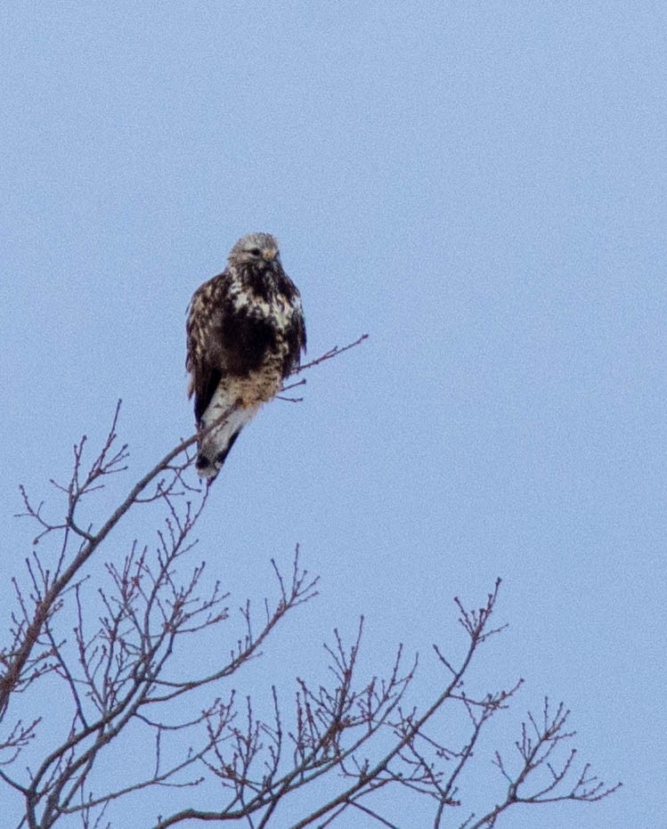 Rough-legged Hawk - ML414463941