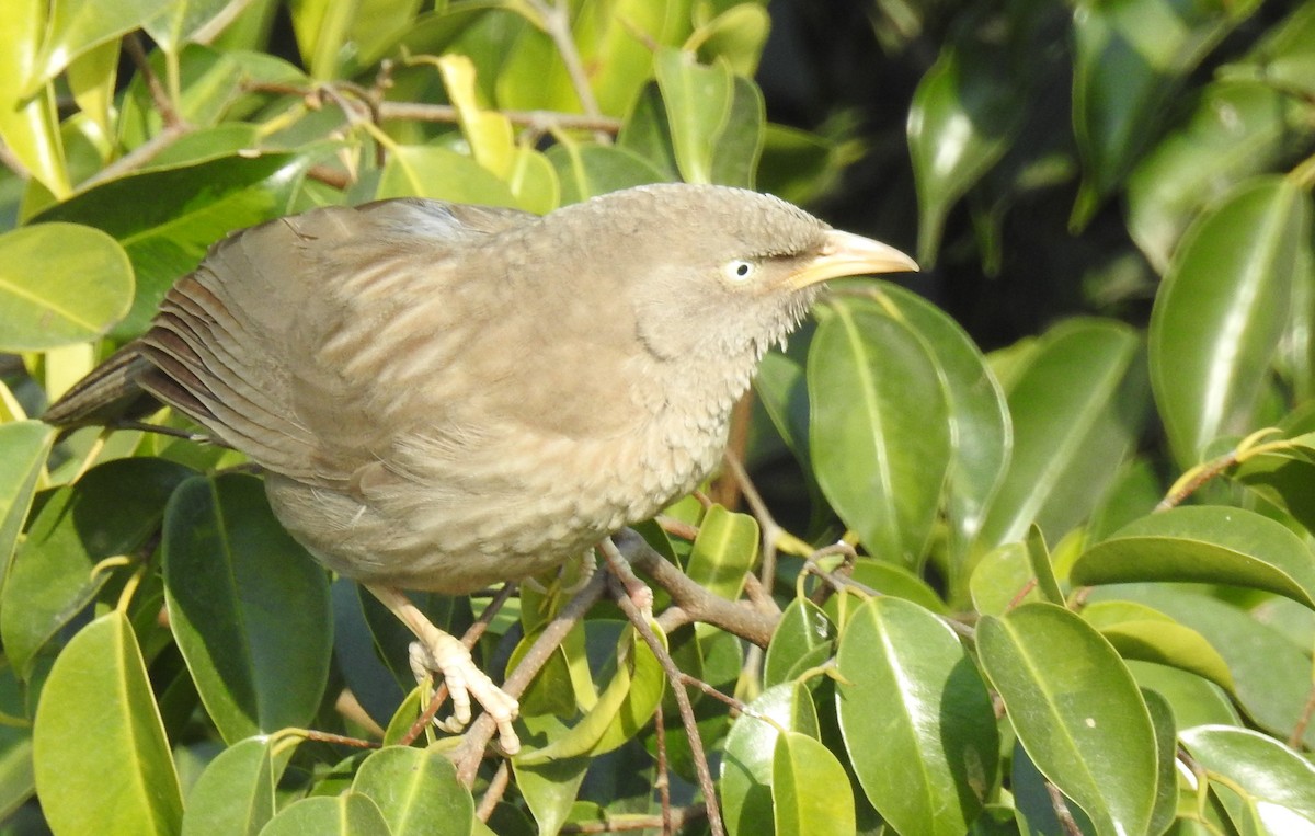 Jungle Babbler (Jungle) - ML414465281